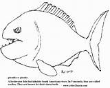 Coloring Piranha Pages Popular Library Clipart sketch template
