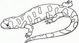 Gecko Coloring Pages sketch template