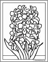 Hyacinth sketch template