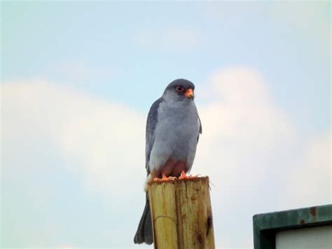 flock  amur falcons arrive  nagaland indias endangered
