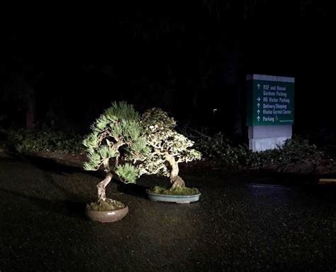 stolen bonsai trees returned to pacific bonsai museum