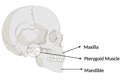 anatomy  upper jaw bone