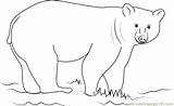 Bear Coloring Coloringpages101 sketch template