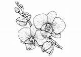 Orquidea Orchid Número sketch template