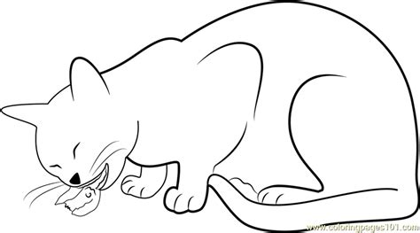 cat eating bid coloring page  cat coloring pages