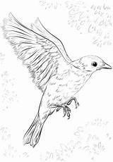 Bluebird Cuckoo Oiseau Tekenen Volando Dibujar Vogels Supercoloring Coloringbay Aves Dessiner Azulejo sketch template