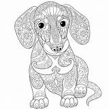 Adult Colouring Zentangle Coloring Dog Pages Animal Mandala Animals Dachshund Choose Board Cartoon sketch template