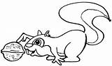 Squirrel Coloring Nut Clipart Pages Nuts Cute Drawing Drawings Clip Flying Eat Colouring Wins Poster Last Gif Library National sketch template
