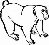 Monkey Coloring Pages Clipart sketch template