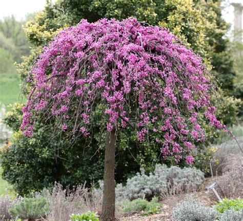 lavender twist redbud shrubs  sale   tree center