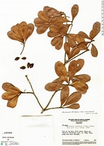 Afbeeldingsresultaten voor tetraphylla. Grootte: 147 x 206. Bron: plantidtools.fieldmuseum.org
