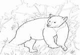 Coloring Bear Pages Grizzly Getdrawings Getcolorings sketch template