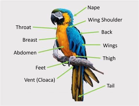 ultimate parrot anatomy lesson  beginners bonus meme