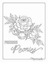 Peony Botanical sketch template