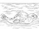 Leopardo Foca Robben Seeleopard Colorier Ausmalbild Seals Antarctica sketch template