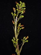 Afbeeldingsresultaten voor "lanceola Serrata". Grootte: 139 x 185. Bron: phytoimages.siu.edu