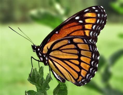 fileviceroy butterflyjpg wikimedia commons
