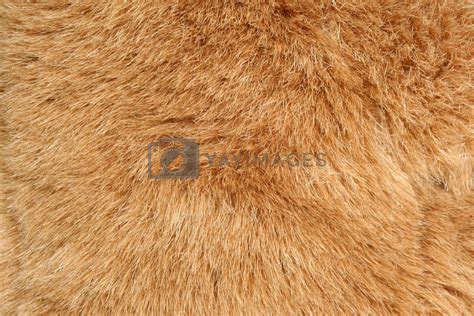 royalty  image brown fur background texture  njnightsky