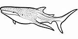 Shark Coloring Pages Print Library Clipart Whale Draw Printable sketch template