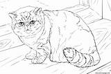 Cat Coloring Pages Shorthair Exotic British Printable Cats Drawing American Adult sketch template