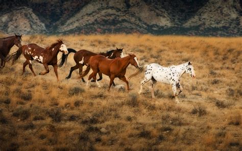 wild horses  wyoming flicka  saddle club wallpaper