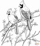 Coloring Pages Bird Cardinals Red Cardinal Printable Adult Two Birds Supercoloring Northern Sheets Colouring Books Color Adults Drawings Online Malvorlagen sketch template