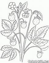 Malvorlagen Erdbeere Strauch Johannisbeere sketch template