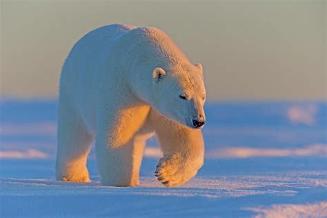 polar bear adult male outside kaktovik alaska usa