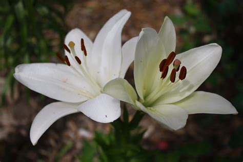 White Lily Donna S Garden