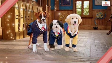 pup academy season  release date renewed  cancelled