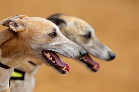 greyhound dog pictures slideshow