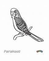 Parakeet Cockatiel sketch template