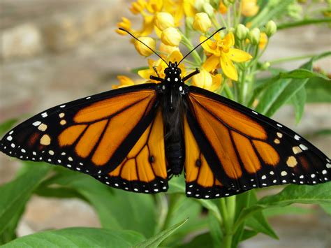 Attracting Monarch Butterflies