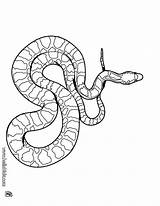Schlange Schlangen Snake sketch template