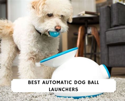 automatic dog ball launchers   love doodles