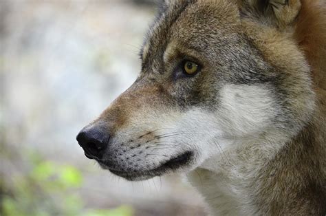 kostenloses foto wolf kopf raubtier portraet kostenloses bild auf