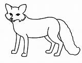 Clipart Drawing Artic Polar Foxes Clipartmag Designlooter sketch template