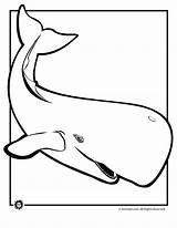 Whale Coloring Pages Kids Color Orca Printable Whales Killer Clipart Beluga Shamu Cartoon Sperm Animal Clip Cliparts Animals Book Print sketch template