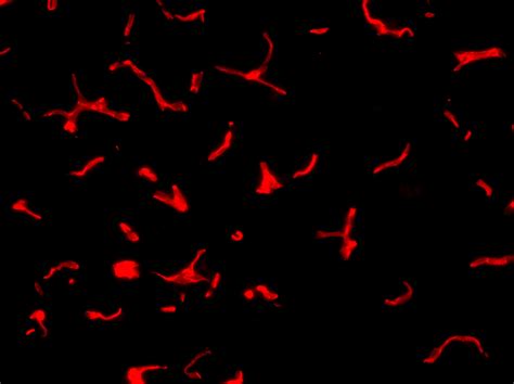 good antibody  enhance red endogenous reporter fluorescence