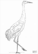 Crane Sandhill Cranes Grulla Dibujo Coloringbay sketch template