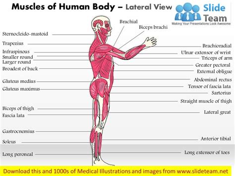 human body general lateral view medical images  power point