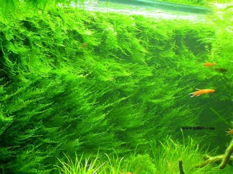 interesting     java moss aquariacentralcom