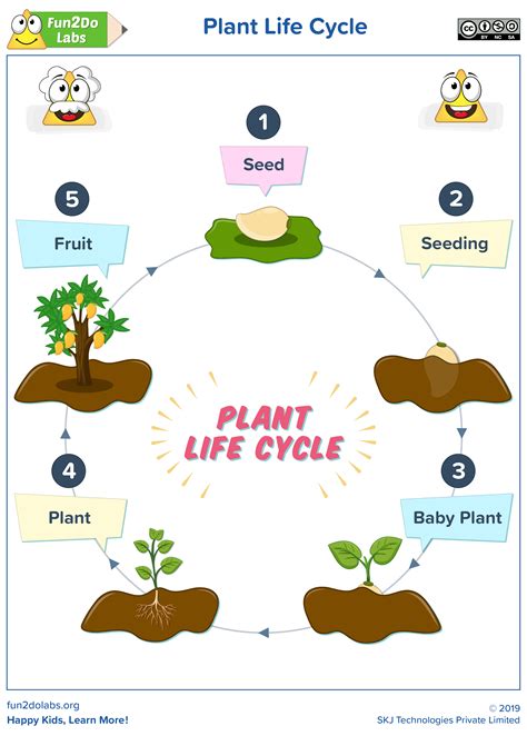 life cycle   plant  printable worksheet printable templates