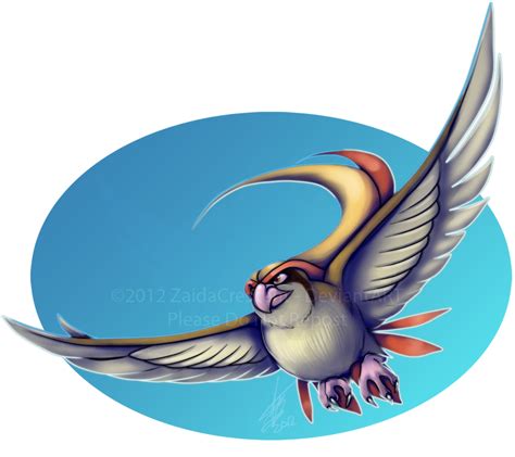 pokemon pidgeot  zaidacrescent  deviantart