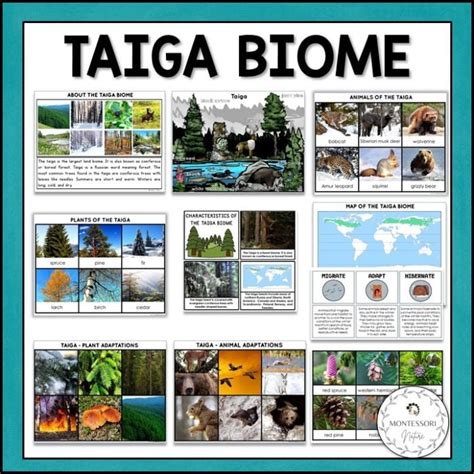 taiga biome boreal forest characteristics animal  plant
