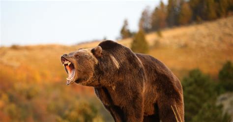 spanish bear s sex drive so great he may be castrated ny