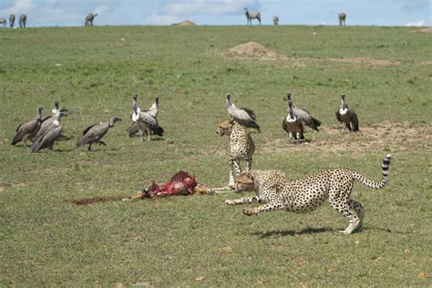 geier verjagen foto bild tiere wildlife saeugetiere bilder auf