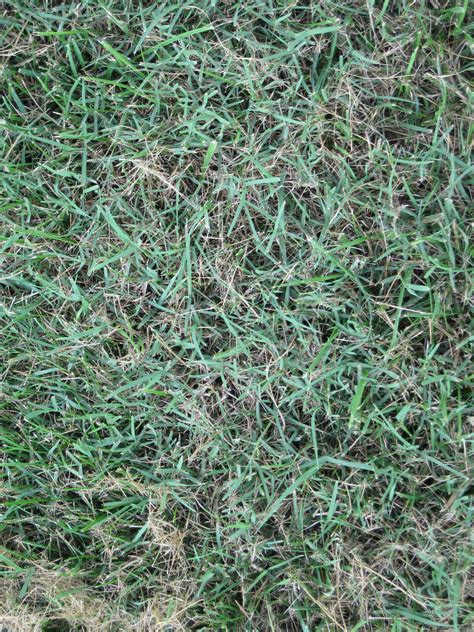Know Your Lawn Weeds Common Weeds In Maryland Mrw Lawns
