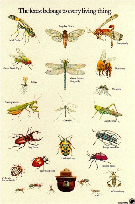 bug identification ideas  pinterest insect