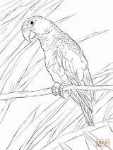 Parrot Parrots Cotorra Rican Loros Printable sketch template